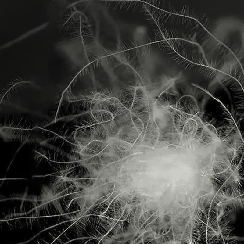 50 % graue Entendaunen