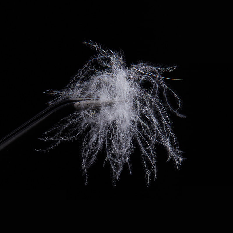 50 % reine weiße Entendaunen